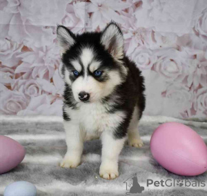 Photo №2 to announcement № 98643 for the sale of siberian husky - buy in Greece 