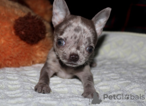 Photo №2 to announcement № 30080 for the sale of chihuahua - buy in Russian Federation private announcement