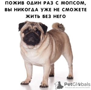 Photo №2 to announcement № 6123 for the sale of pug - buy in Russian Federation private announcement