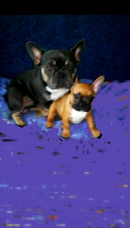 Photo №2 to announcement № 4358 for the sale of french bulldog - buy in Ukraine 