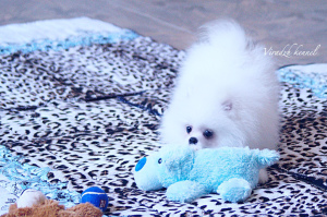 Photo №3. Pomeranian puppy, boy. Russian Federation