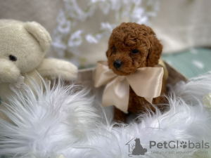 Photo №3. Red toy poodle puppies. Serbia