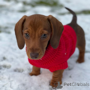 Photo №1. dachshund - for sale in the city of Kamensk-Shakhtinsky | 877$ | Announcement № 162862