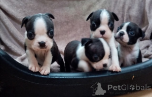 Photo №1. boston terrier - for sale in the city of Bernburg | 424$ | Announcement № 149754