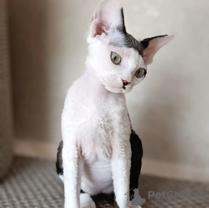 Photo №3. Devonrex kitten. United States