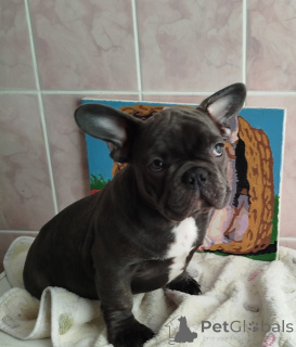 Photo №3. French bulldog. Belarus
