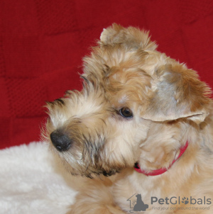 Photo №1. soft-coated wheaten terrier - for sale in the city of Tallinn | negotiated | Announcement № 86262