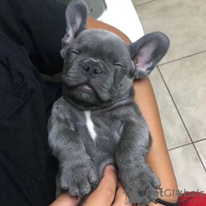 Photo №1. french bulldog - for sale in the city of Люксембург | negotiated | Announcement № 96428