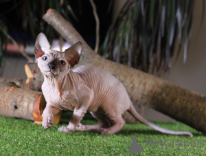 Photo №2 to announcement № 11978 for the sale of sphynx-katze - buy in Ukraine from nursery, breeder
