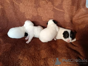 Additional photos: Jack Russell Terriers