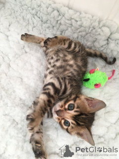 Photo №3. Home Trained Bengal Cats Kittens. Germany