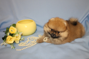 Photo №1. german spitz, pomeranian - for sale in the city of Yaroslavl | 390$ | Announcement № 4095