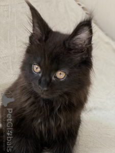 Photo №1. maine coon - for sale in the city of Minsk | 792$ | Announcement № 17879