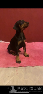 Additional photos: Purebred Doberman puppies for sale 1.5 months.