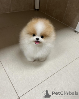 Photo №1. pomeranian - for sale in the city of Lyulin, Sofia | negotiated | Announcement № 147256
