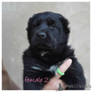 Additional photos: Central Asian Shepherd puppies