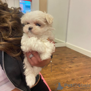 Photo №1. shih tzu - for sale in the city of Florence | 279$ | Announcement № 98548