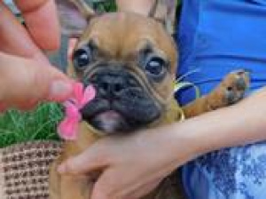 Photo №2 to announcement № 339 for the sale of french bulldog - buy in Poland private announcement, from the shelter, breeder