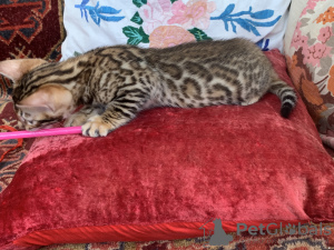 Photo №4. I will sell bengal cat in the city of St. Petersburg. breeder - price - negotiated