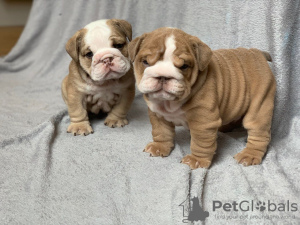 Photo №2 to announcement № 87160 for the sale of english bulldog - buy in Germany private announcement