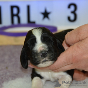 Photo №1. english springer spaniel - for sale in the city of Plovdiv | 1774$ | Announcement № 17357