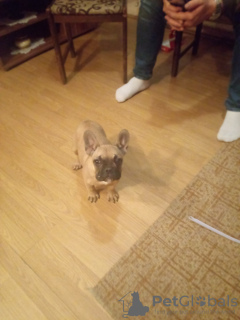 Photo №4. I will sell french bulldog in the city of Москва. private announcement - price - negotiated