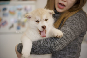 Additional photos: Siberian husky chic puppies fawn color