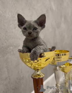 Photo №2 to announcement № 135672 for the sale of devon rex - buy in United States breeder