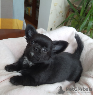 Photo №1. chihuahua - for sale in the city of Kiev | 541$ | Announcement № 9532