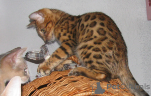 Photo №2 to announcement № 12808 for the sale of bengal cat - buy in Belarus private announcement, from nursery