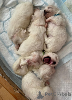 Photo №2 to announcement № 155660 for the sale of non-pedigree dogs - buy in United States private announcement