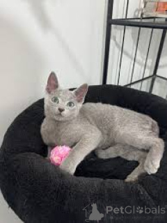 Photo №1. russian blue - for sale in the city of Canillo | negotiated | Announcement № 173674