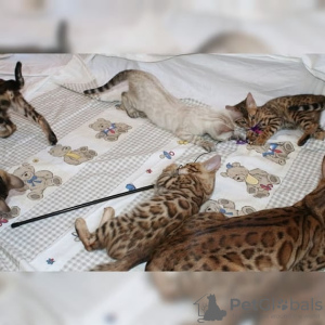 Photo №2 to announcement № 81244 for the sale of bengal cat - buy in Germany private announcement