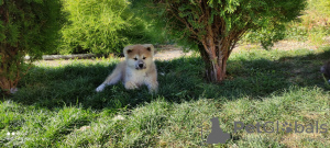 Additional photos: Akita Inu puppies for sale