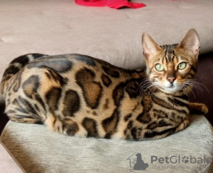 Photo №4. I will sell bengal cat in the city of Belgrade. breeder - price - negotiated