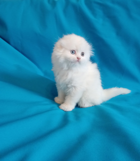 Photo №1. scottish fold - for sale in the city of Kostroma | 402$ | Announcement № 6364