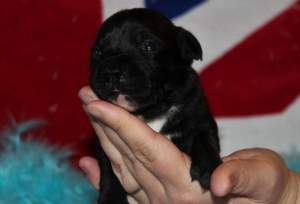 Photo №1. staffordshire bull terrier - for sale in the city of Couddes | 1419$ | Announcement № 861