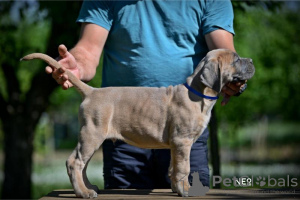 Additional photos: Cane Corso puppies