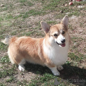 Additional photos: Corgi Welsh Pembroke