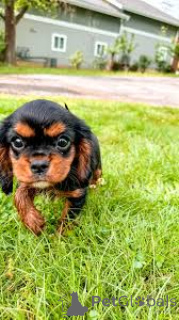 Photo №2 to announcement № 162614 for the sale of cavalier king charles spaniel - buy in Belgium private announcement, breeder