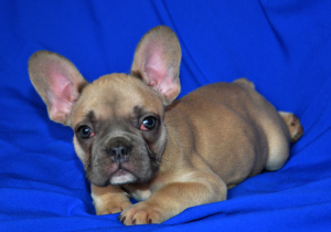 Photo №1. french bulldog - for sale in the city of Москва | 348$ | Announcement № 2974
