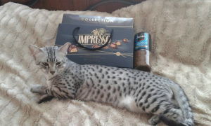 Photo №4. I will sell egyptian mau in the city of Svetlogorsk. from nursery - price - negotiated