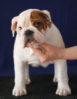 Additional photos: English bulldogs