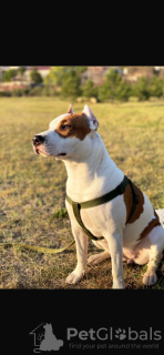 Photo №3. Beautiful playful puppies. Moldova