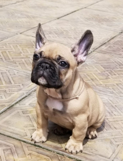Photo №1. french bulldog - for sale in the city of New York | 3000$ | Announcement № 6987