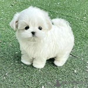 Photo №1. maltese dog - for sale in the city of District d'Olbasan | Is free | Announcement № 174687