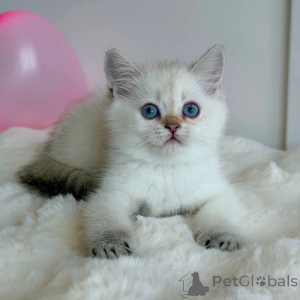 Photo №1. british shorthair - for sale in the city of Hayes | negotiated | Announcement № 173829