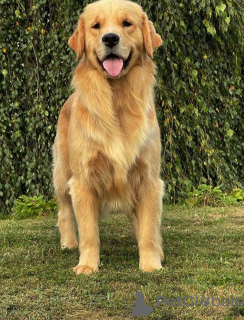 Photo №1. golden retriever - for sale in the city of Wrocław | 3698$ | Announcement № 93590