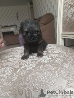 Photo №2 to announcement № 36886 for the sale of german spitz, pomeranian - buy in Russian Federation breeder