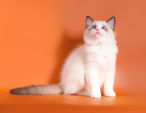 Photo №2 to announcement № 2552 for the sale of ragdoll - buy in Russian Federation private announcement, from nursery, breeder